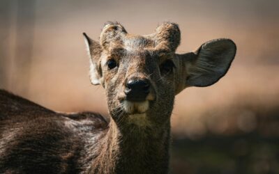 blog thur